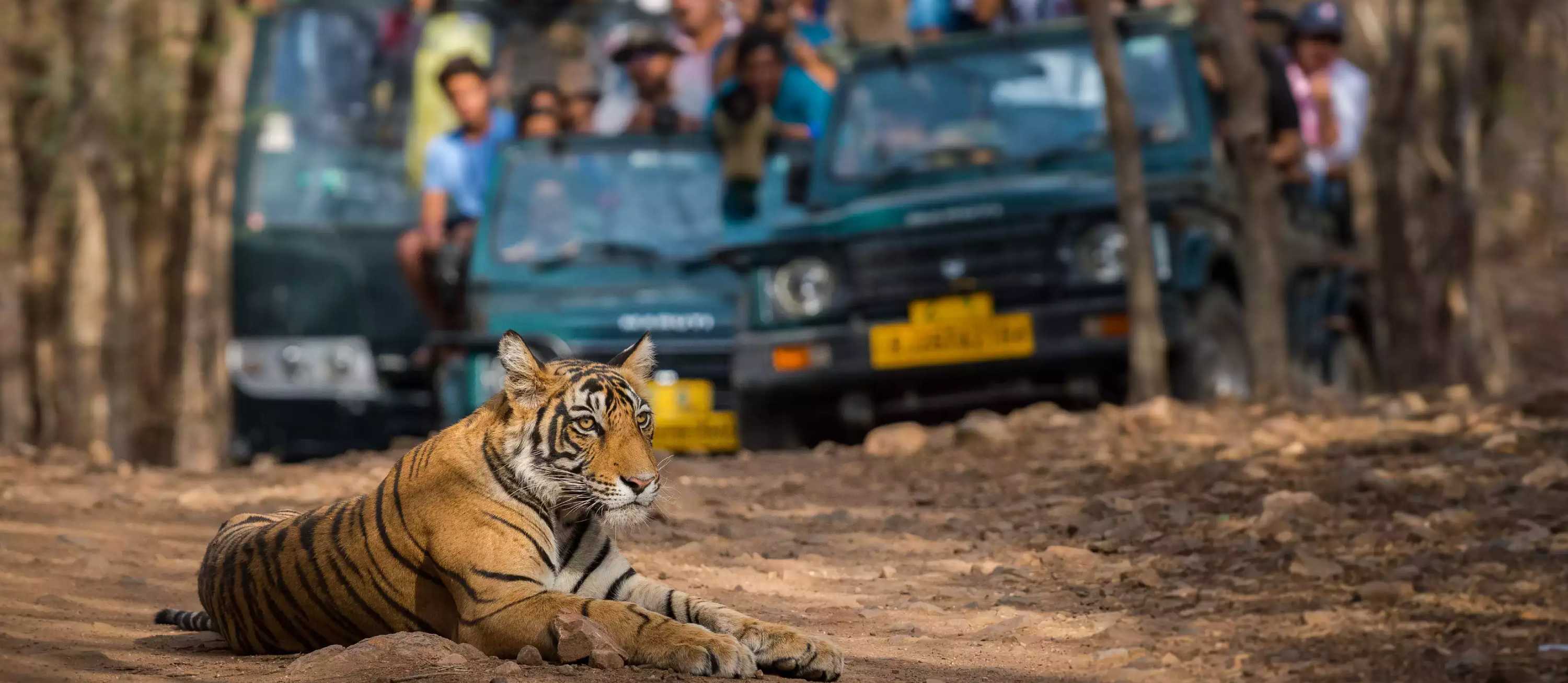 Chambal Safari